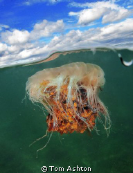 Lions mane jelly. Shot using a port extension I construct... by Tom Ashton 